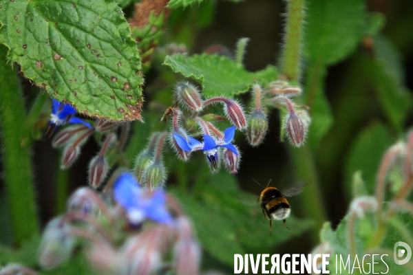 Vol d abeilles au-dessus d un massif de fleurs de bourraches