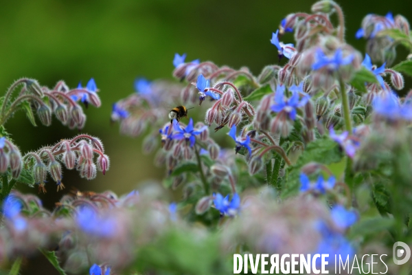 Vol d abeilles au-dessus d un massif de fleurs de bourraches
