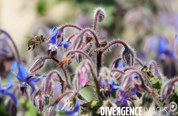 Vol d abeilles au-dessus d un massif de fleurs de bourraches