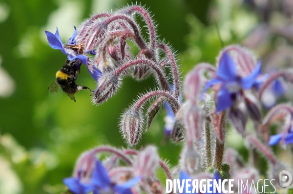 Vol d abeilles au-dessus d un massif de fleurs de bourraches