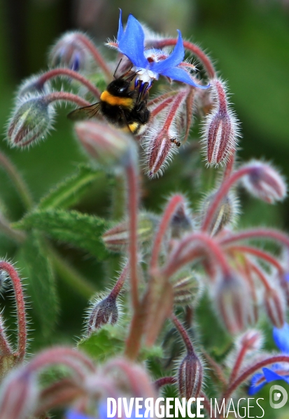 Vol d abeilles au-dessus d un massif de fleurs de bourraches