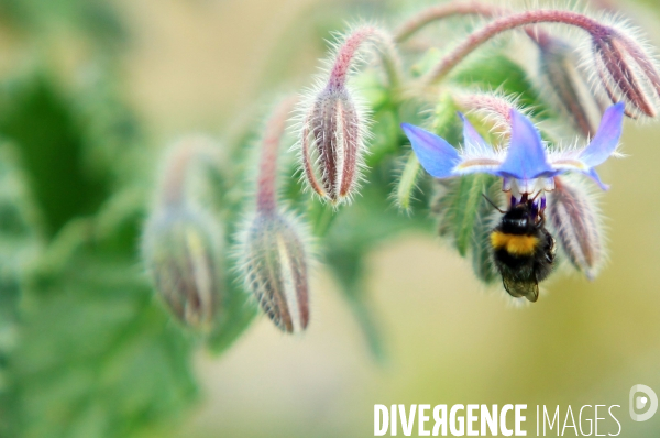 Vol d abeilles au-dessus d un massif de fleurs de bourraches