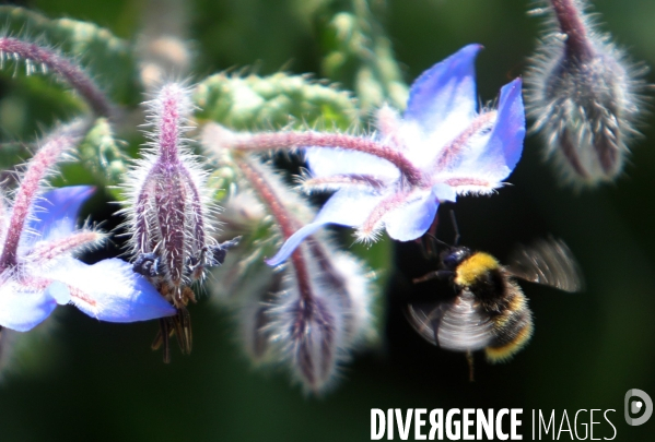 Vol d abeilles au-dessus d un massif de fleurs de bourraches