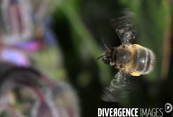 Vol d abeilles au-dessus d un massif de fleurs de bourraches