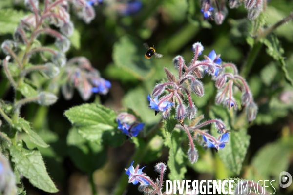 Vol d abeilles au-dessus d un massif de fleurs de bourraches