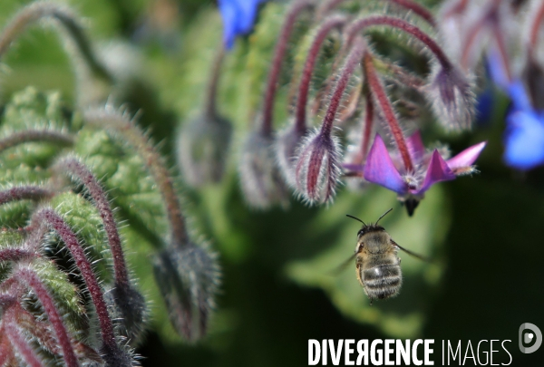 Vol d abeilles au-dessus d un massif de fleurs de bourraches