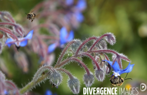 Vol d abeilles au-dessus d un massif de fleurs de bourraches