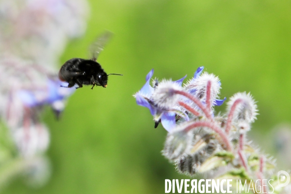 Vol d abeilles au-dessus d un massif de fleurs de bourraches