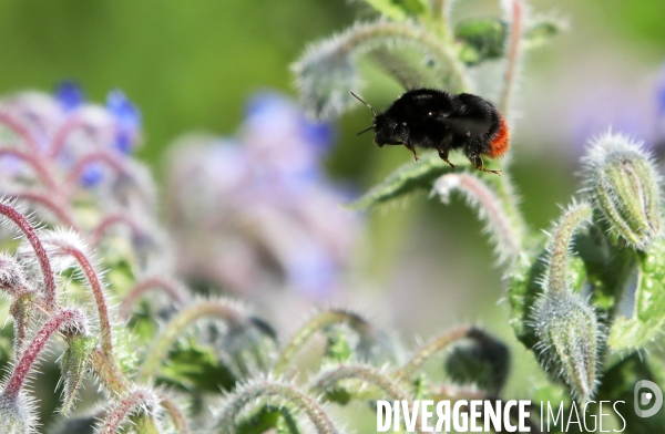 Vol d abeilles au-dessus d un massif de fleurs de bourraches