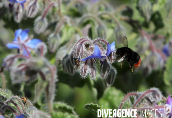Vol d abeilles au-dessus d un massif de fleurs de bourraches