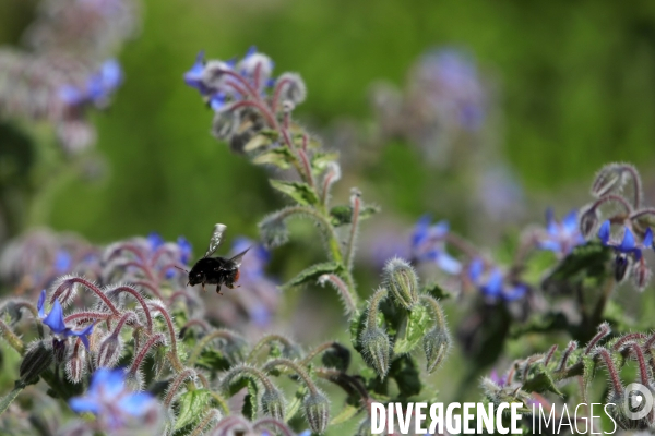 Vol d abeilles au-dessus d un massif de fleurs de bourraches