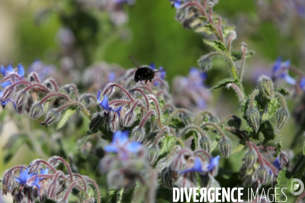 Vol d abeilles au-dessus d un massif de fleurs de bourraches