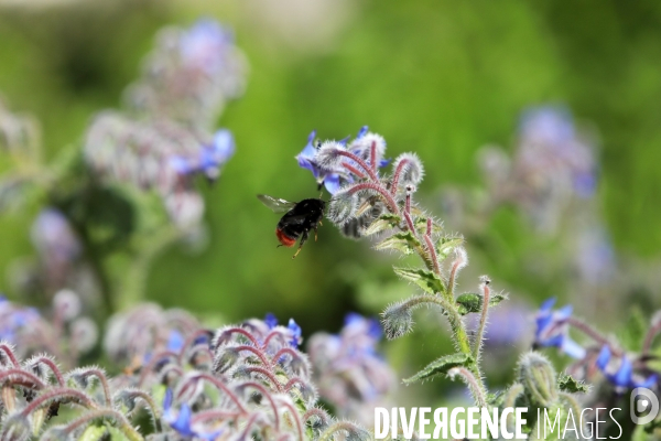 Vol d abeilles au-dessus d un massif de fleurs de bourraches