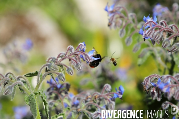 Vol d abeilles au-dessus d un massif de fleurs de bourraches