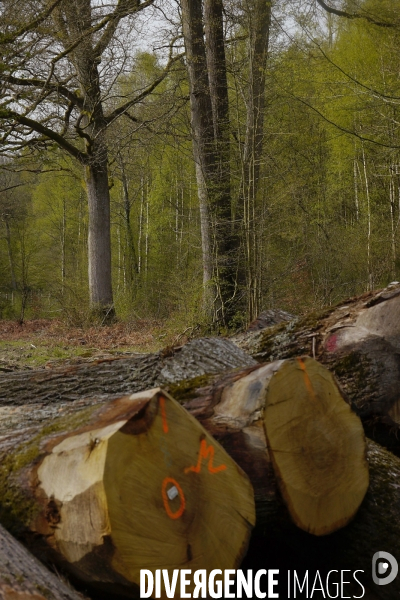 1300 Chênes de la Forêt de Conches pour Notre-Dame