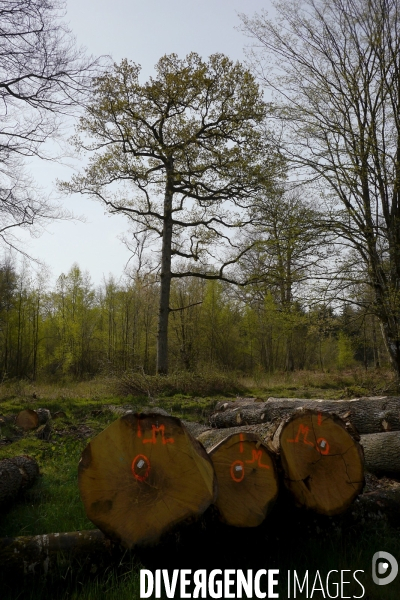 1300 Chênes de la Forêt de Conches pour Notre-Dame