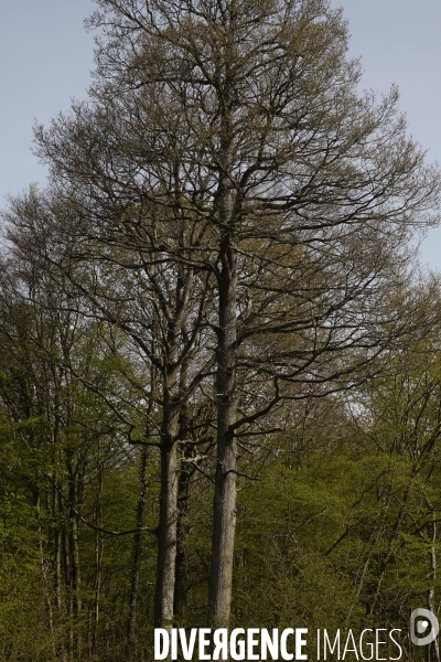 1300 Chênes de la Forêt de Conches pour Notre-Dame