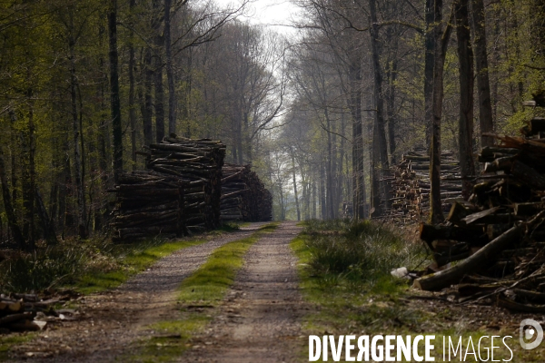 1300 Chênes de la Forêt de Conches pour Notre-Dame