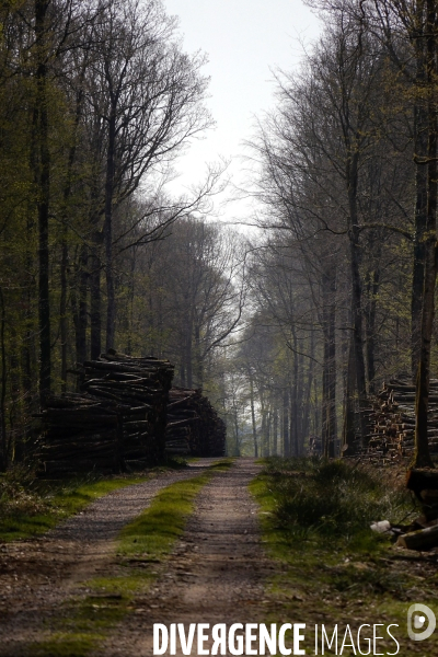 1300 Chênes de la Forêt de Conches pour Notre-Dame