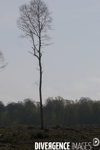 1300 Chênes de la Forêt de Conches pour Notre-Dame
