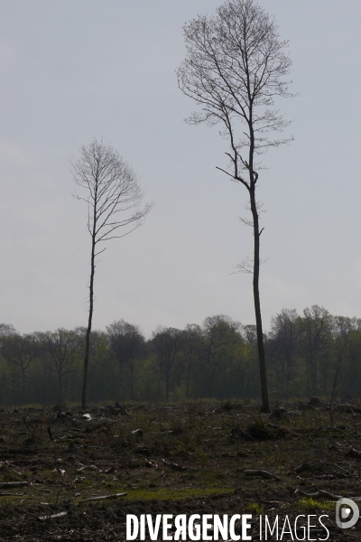 1300 Chênes de la Forêt de Conches pour Notre-Dame