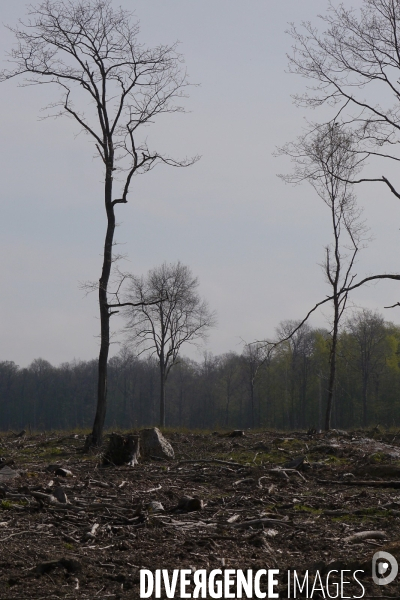 1300 Chênes de la Forêt de Conches pour Notre-Dame