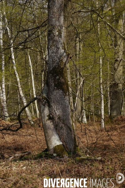 1300 Chênes de la Forêt de Conches pour Notre-Dame