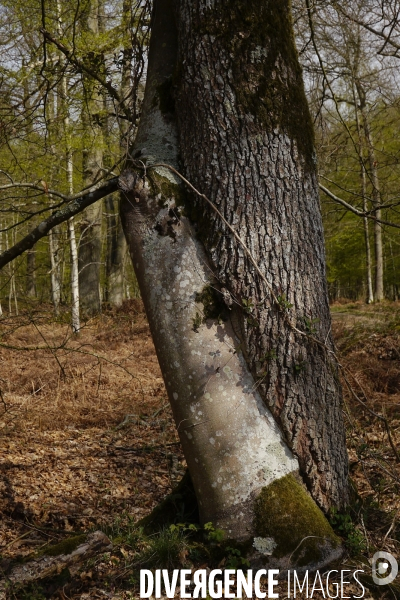 1300 Chênes de la Forêt de Conches pour Notre-Dame