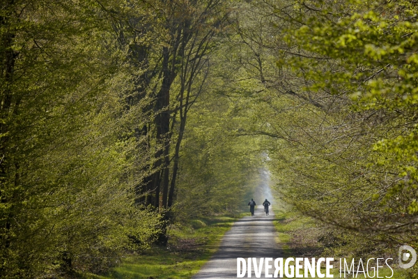 1300 Chênes de la Forêt de Conches pour Notre-Dame