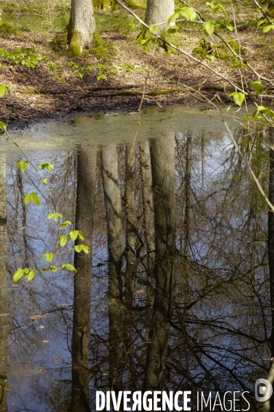 1300 Chênes de la Forêt de Conches pour Notre-Dame