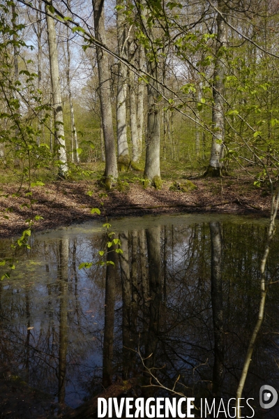 1300 Chênes de la Forêt de Conches pour Notre-Dame