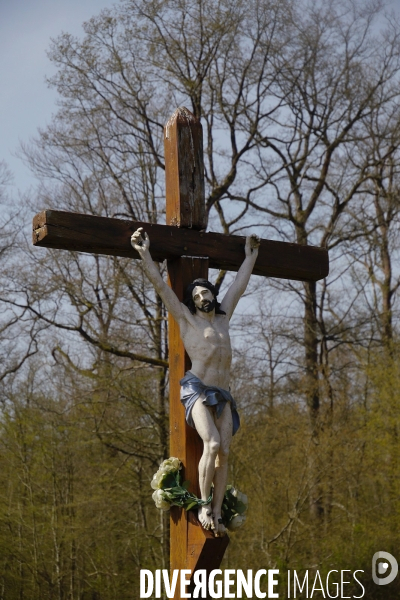 1300 Chênes de la Forêt de Conches pour Notre-Dame