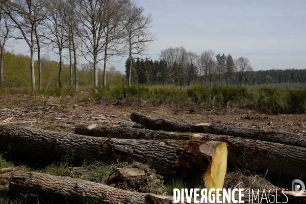 1300 Chênes de la Forêt de Conches pour Notre-Dame