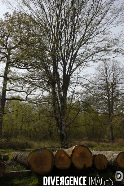 1300 Chênes de la Forêt de Conches pour Notre-Dame