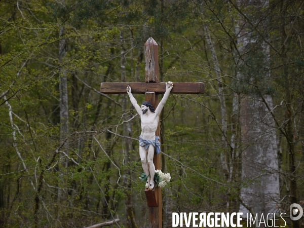 1300 Chênes de la Forêt de Conches pour Notre-Dame