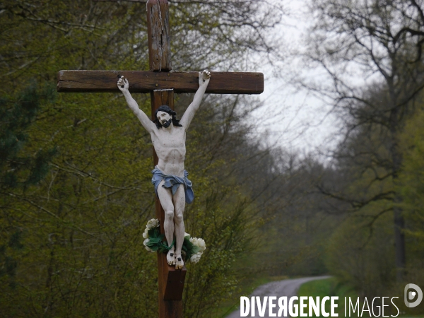 1300 Chênes de la Forêt de Conches pour Notre-Dame