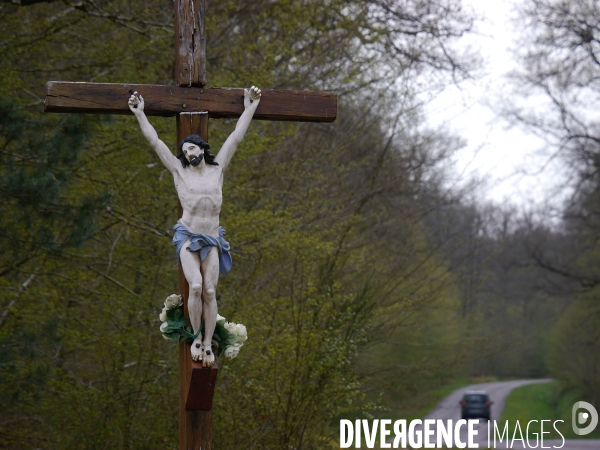 1300 Chênes de la Forêt de Conches pour Notre-Dame