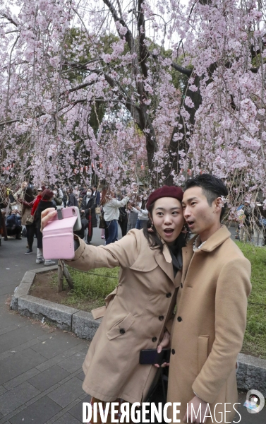 La floraison des cerisiers a tokyo