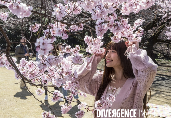 La floraison des cerisiers a tokyo