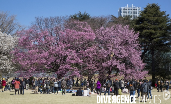 La floraison des cerisiers a tokyo