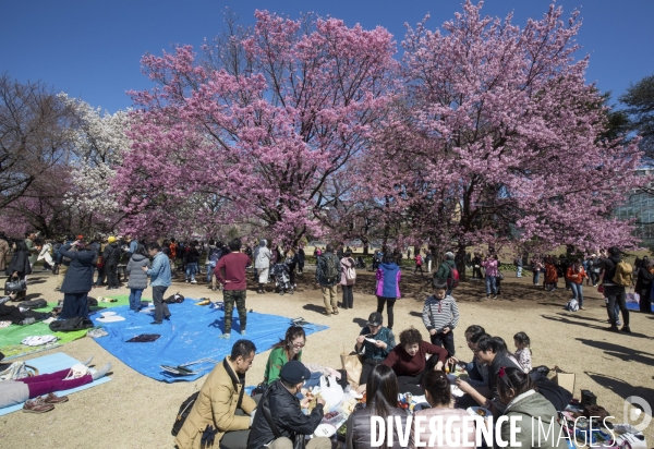 La floraison des cerisiers a tokyo