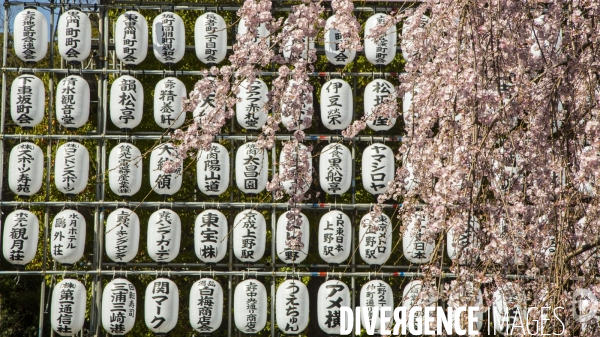 La floraison des cerisiers a tokyo