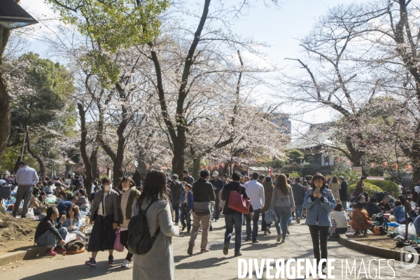 La floraison des cerisiers a tokyo