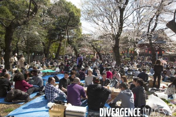 La floraison des cerisiers a tokyo