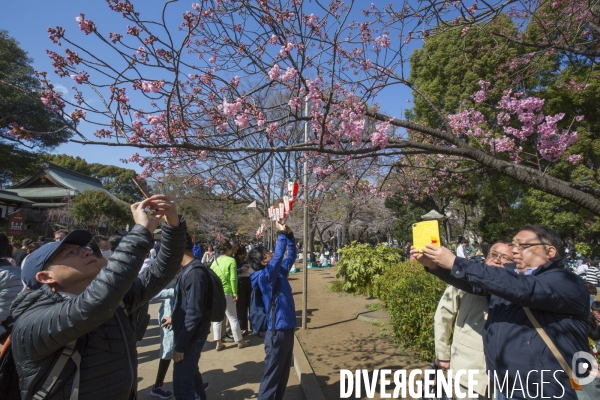 La floraison des cerisiers a tokyo