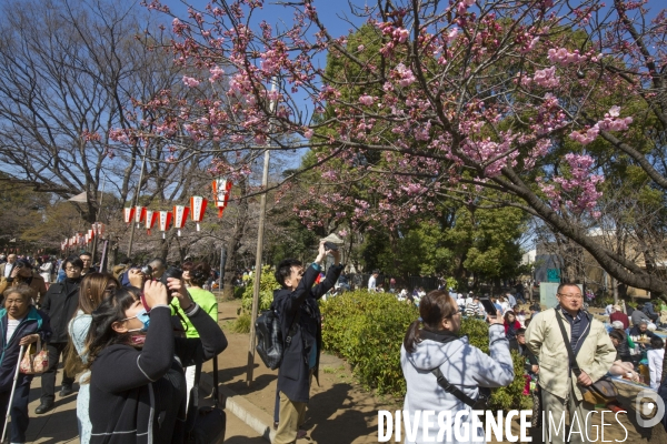 La floraison des cerisiers a tokyo