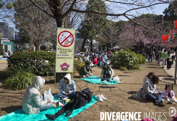 La floraison des cerisiers a tokyo