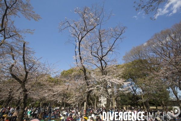 La floraison des cerisiers a tokyo