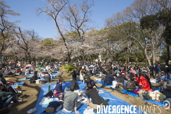 La floraison des cerisiers a tokyo