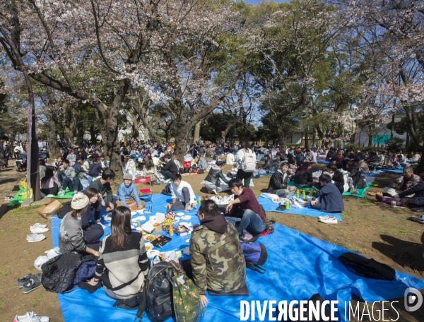 La floraison des cerisiers a tokyo